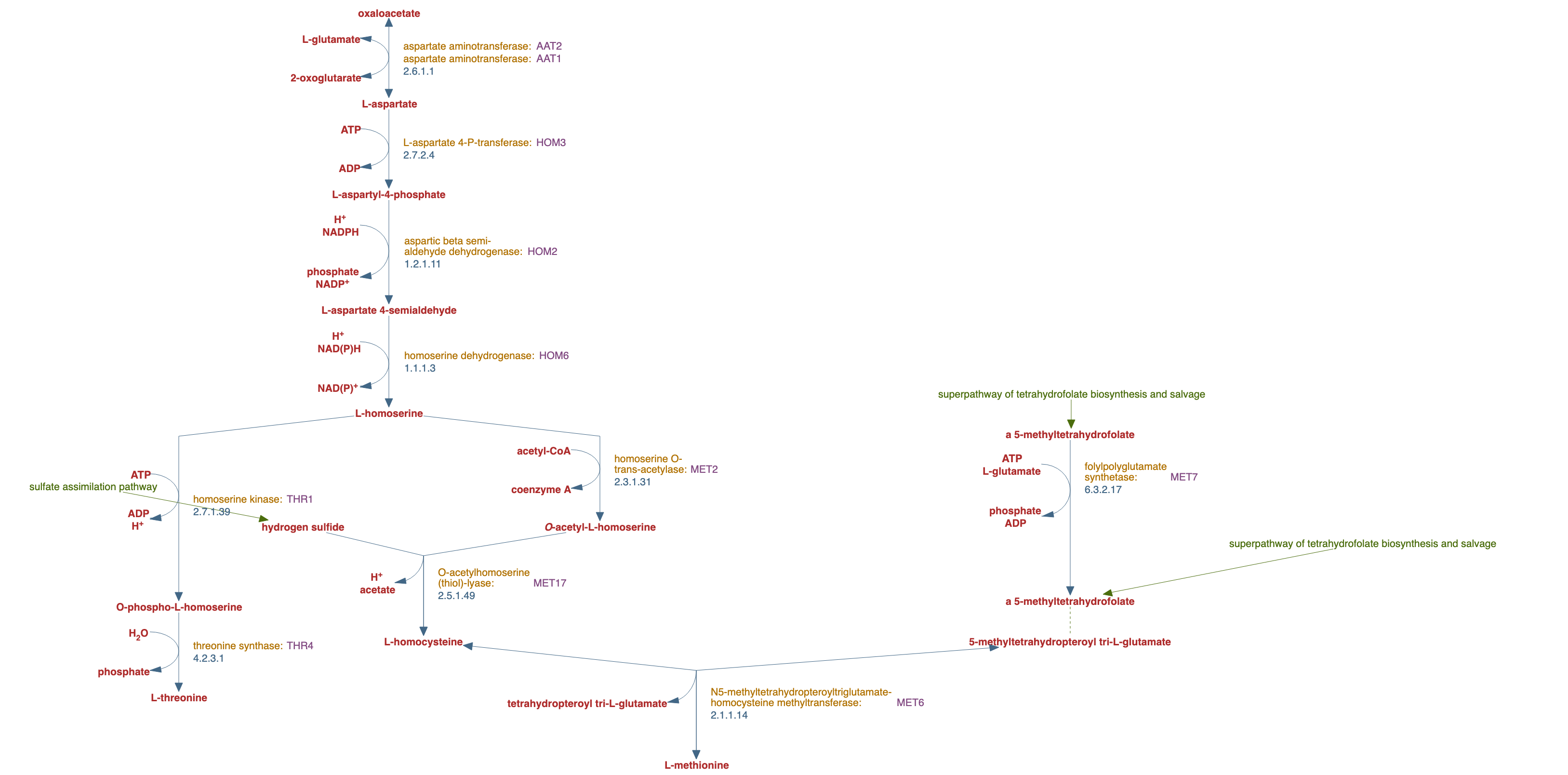 superpathway of threonine and methionine biosynthesis pathway diagram