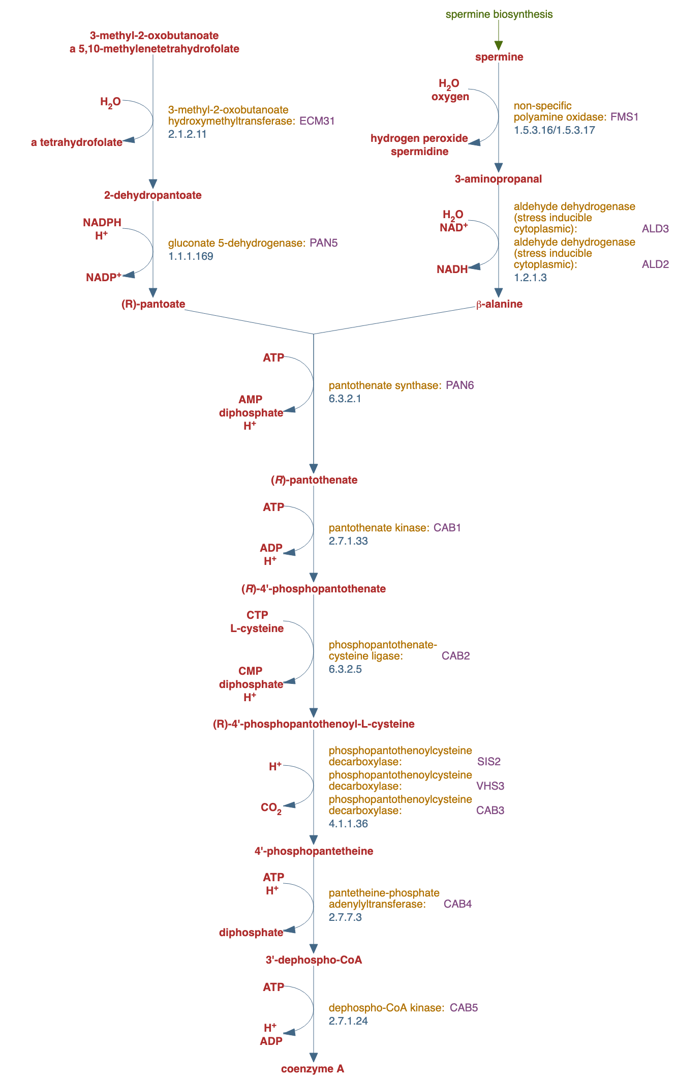 pantothenate and coenzyme A biosynthesis pathway diagram