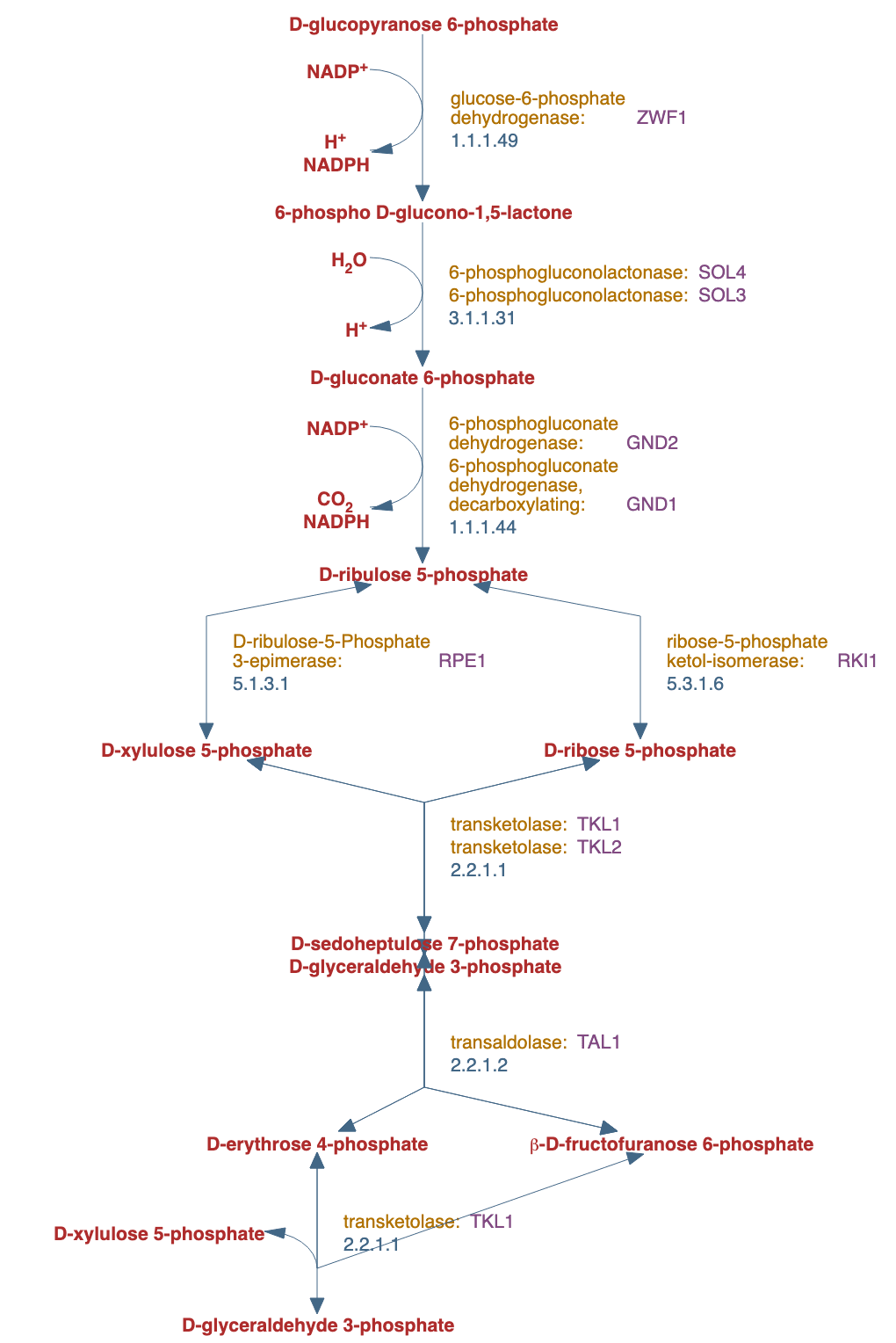 pentose phosphate pathway pathway diagram