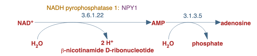 periplasmic NAD degradation pathway diagram
