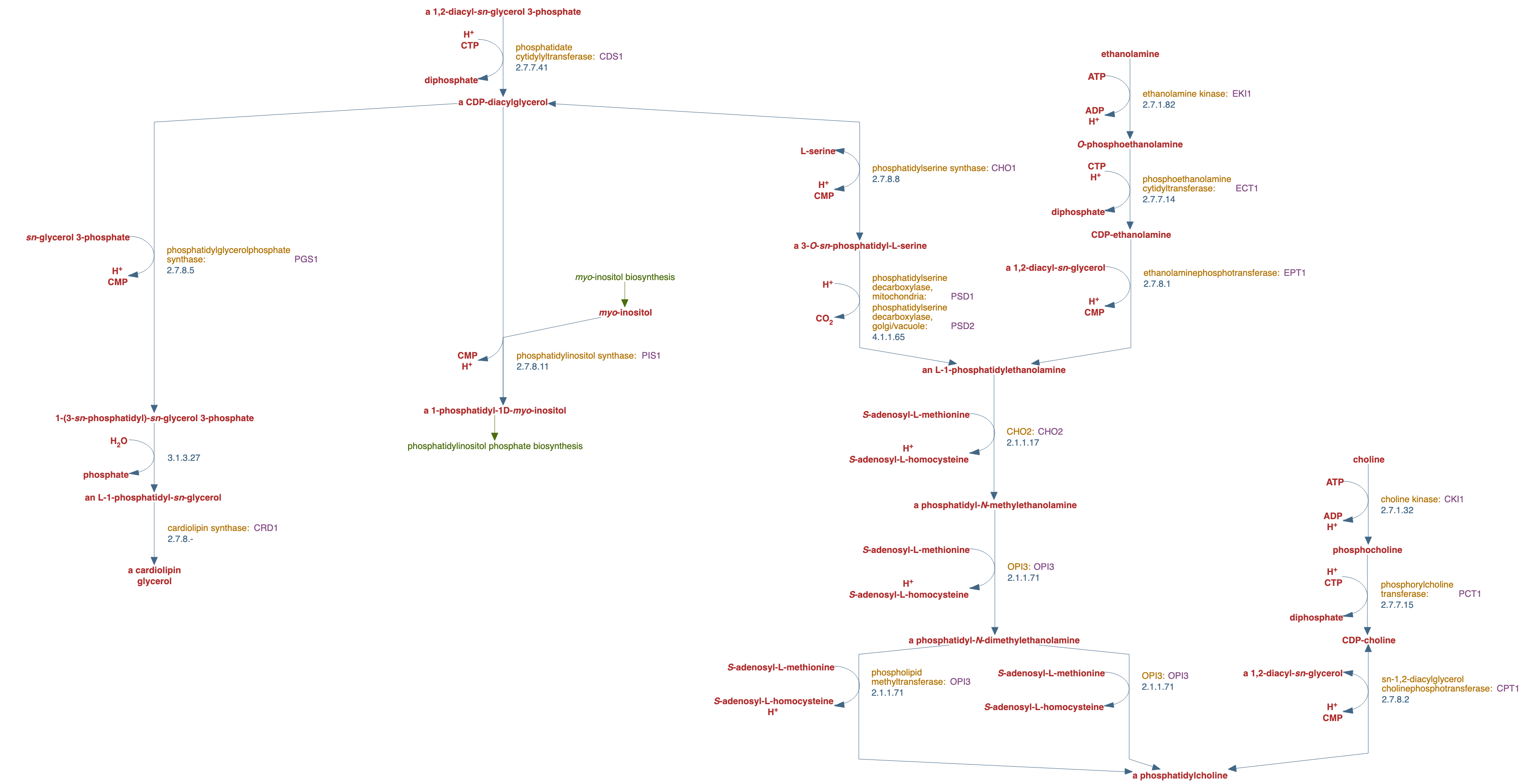 superpathway of phosphatidic acid and phospholipid biosynthesis pathway diagram