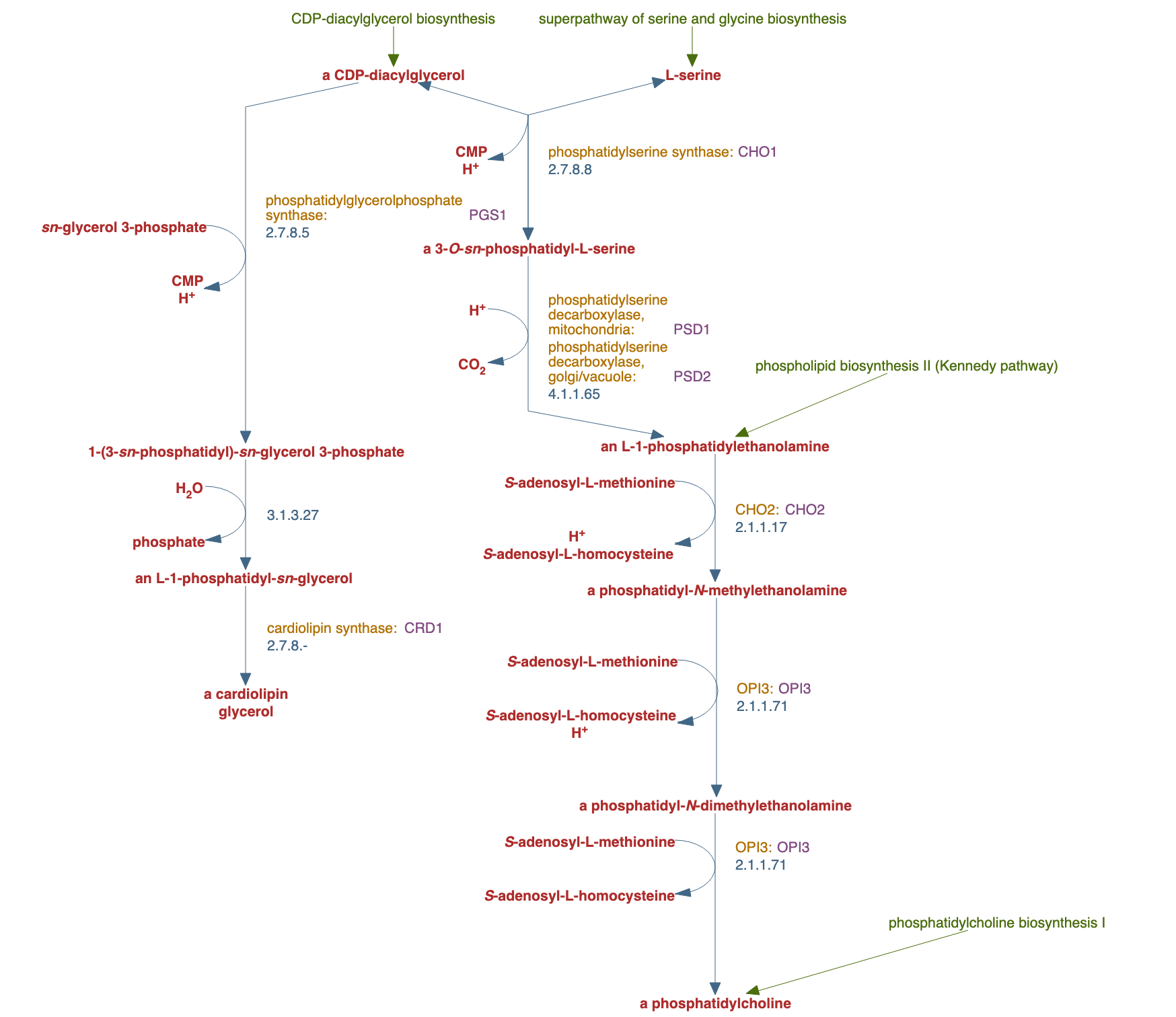 phospholipid biosynthesis pathway diagram