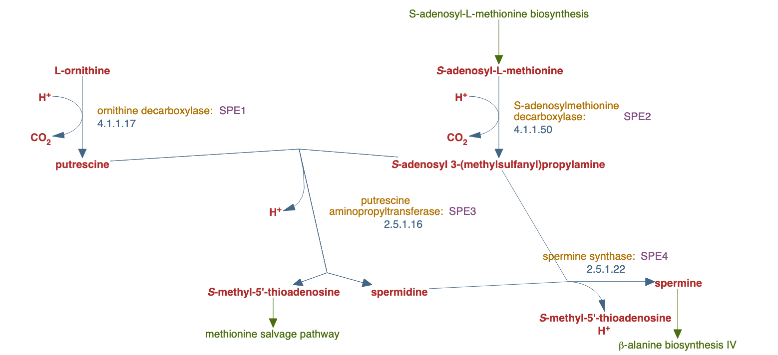 superpathway of polyamine biosynthesis pathway diagram