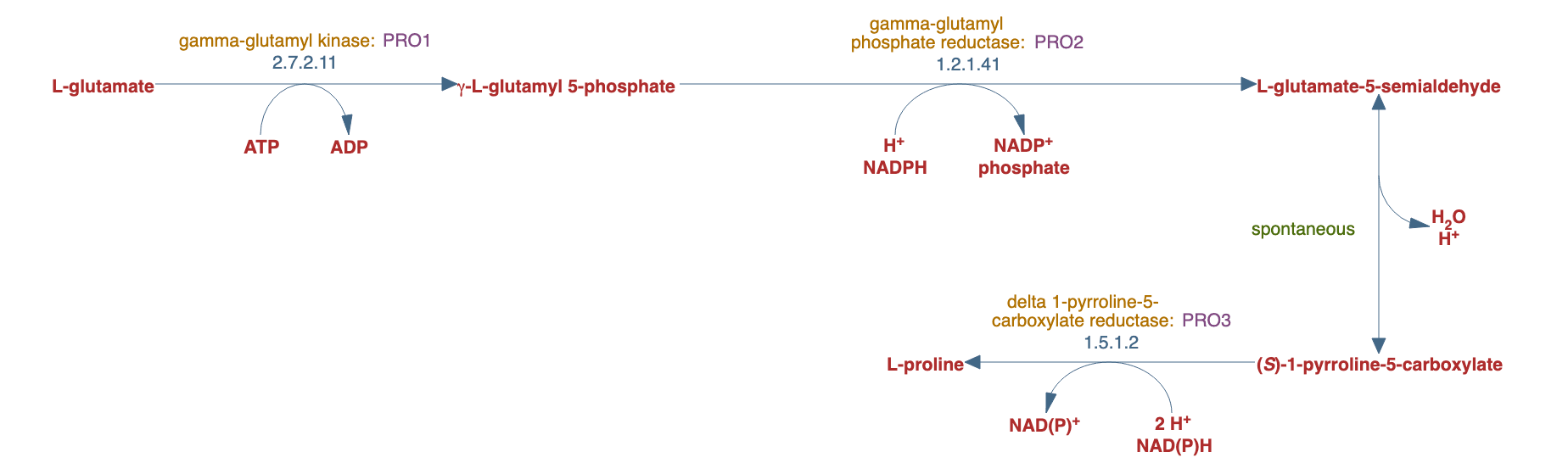 L-proline biosynthesis I pathway diagram