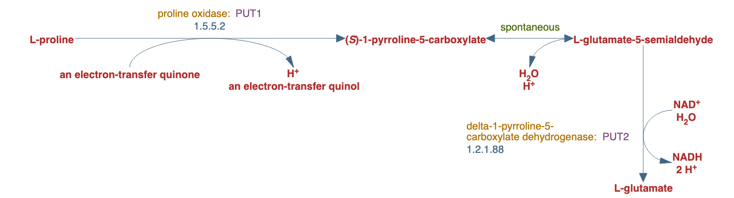 L-proline degradation pathway diagram
