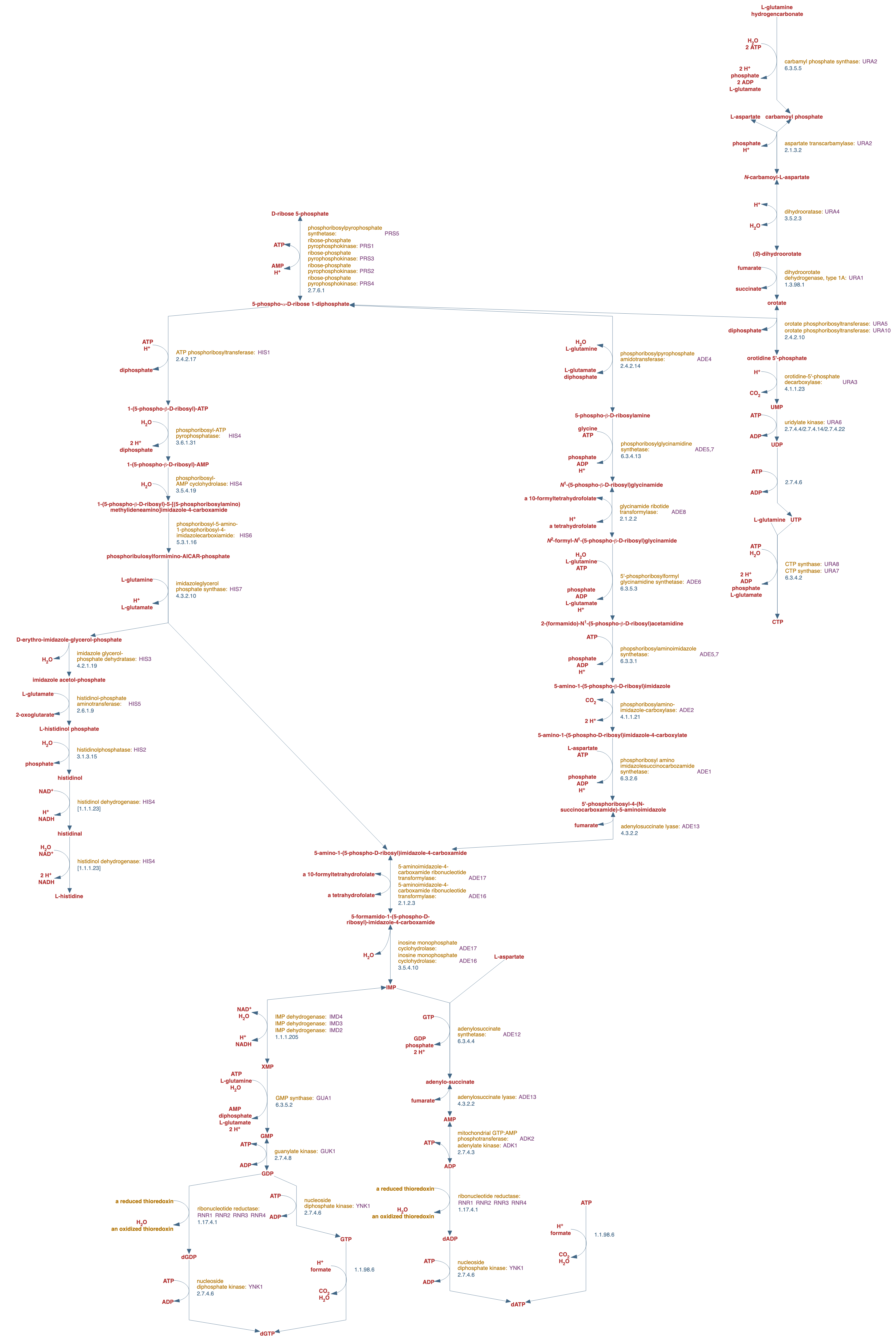 superpathway of histidine, purine, and pyrimidine biosynthesis pathway diagram
