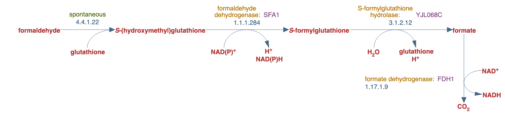 formaldehyde oxidation II (glutathione-dependent) pathway diagram