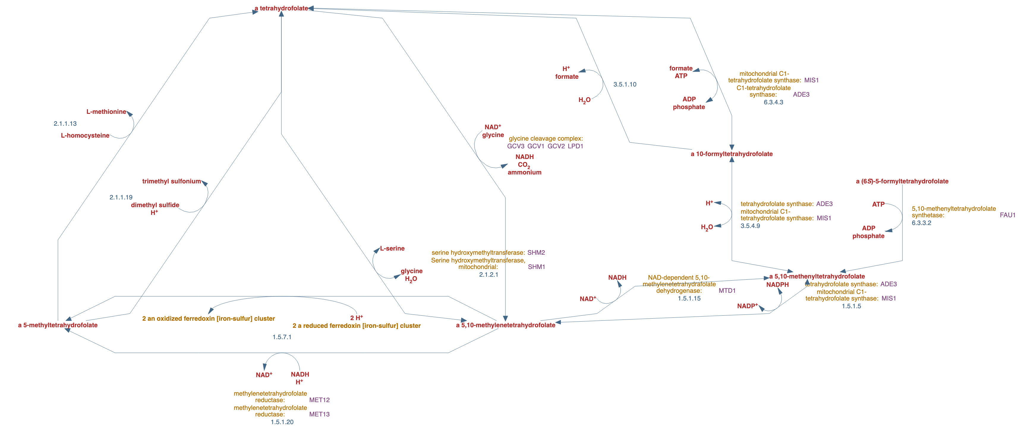 folate transformations I pathway diagram