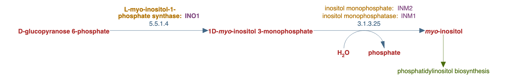 myo-inositol biosynthesis pathway diagram