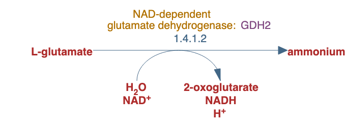glutamate degradation IX pathway diagram