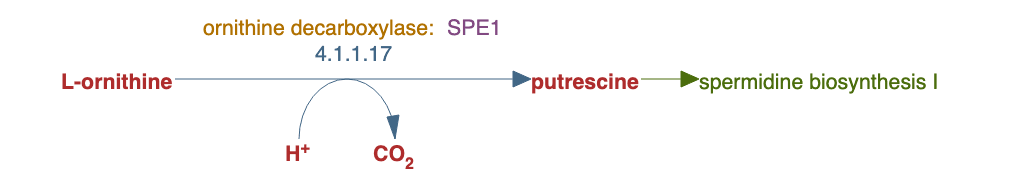 putrescine biosynthesis III pathway diagram