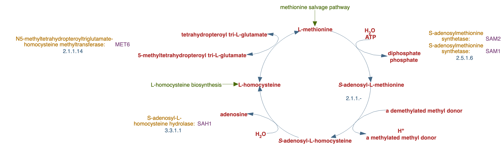 S-adenosyl-L-methionine cycle II pathway diagram