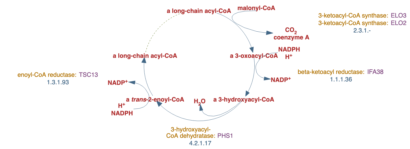 very long chain fatty acid biosynthesis I pathway diagram