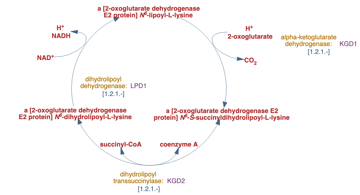 2-oxoglutarate decarboxylation to succinyl-CoA pathway diagram