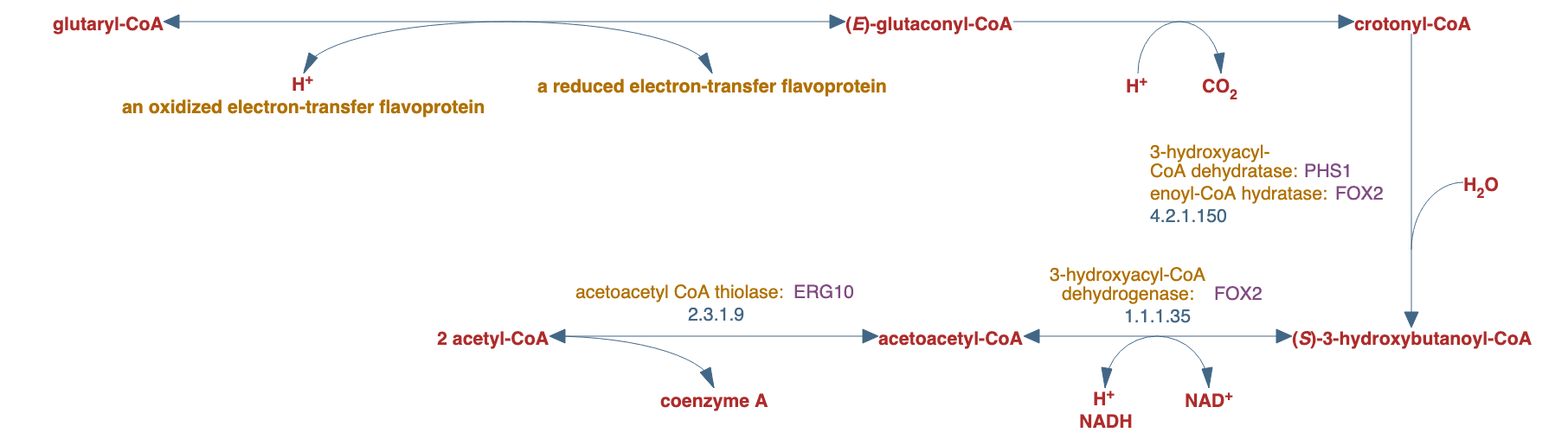 glutaryl-CoA degradation pathway diagram