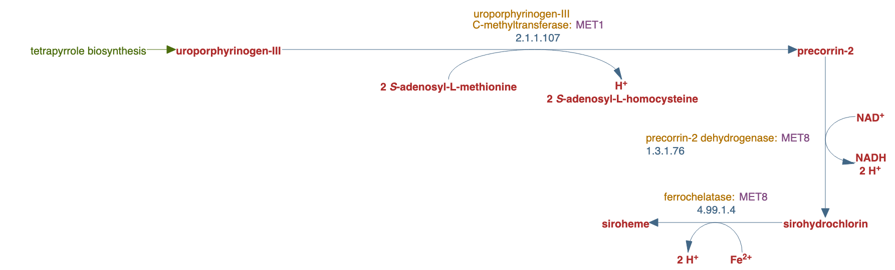 siroheme biosynthesis pathway diagram