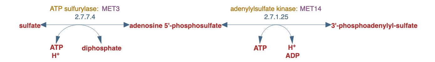 sulfate activation (for sulfonation) pathway diagram