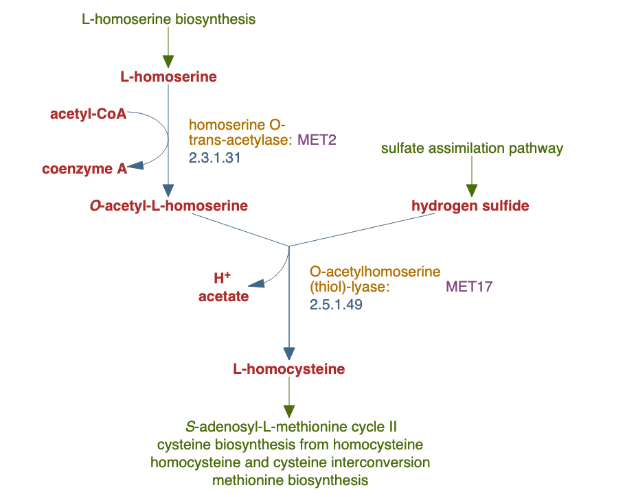 L-homocysteine biosynthesis pathway diagram