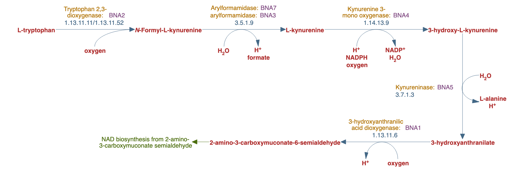 L-tryptophan degradation to 2-amino-3-carboxymuconate semialdehyde pathway diagram
