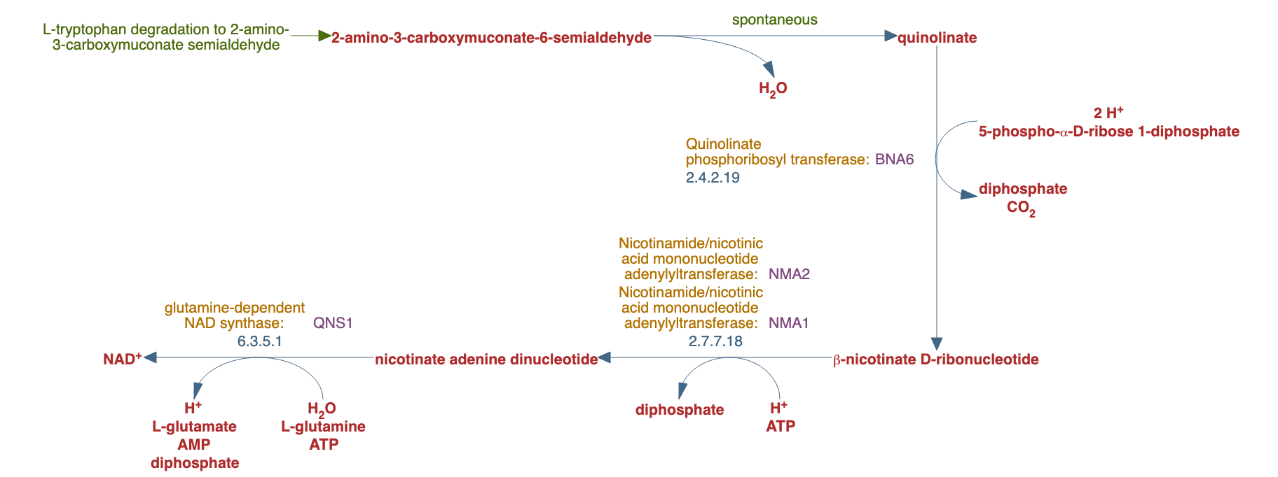 NAD biosynthesis from 2-amino-3-carboxymuconate semialdehyde pathway diagram