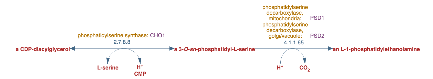 phosphatidylethanolamine biosynthesis I pathway diagram