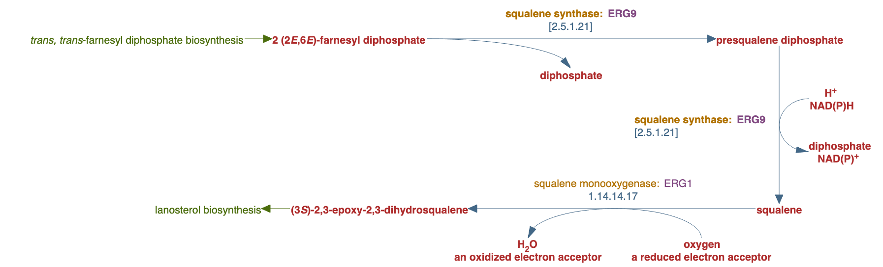 epoxysqualene biosynthesis pathway diagram