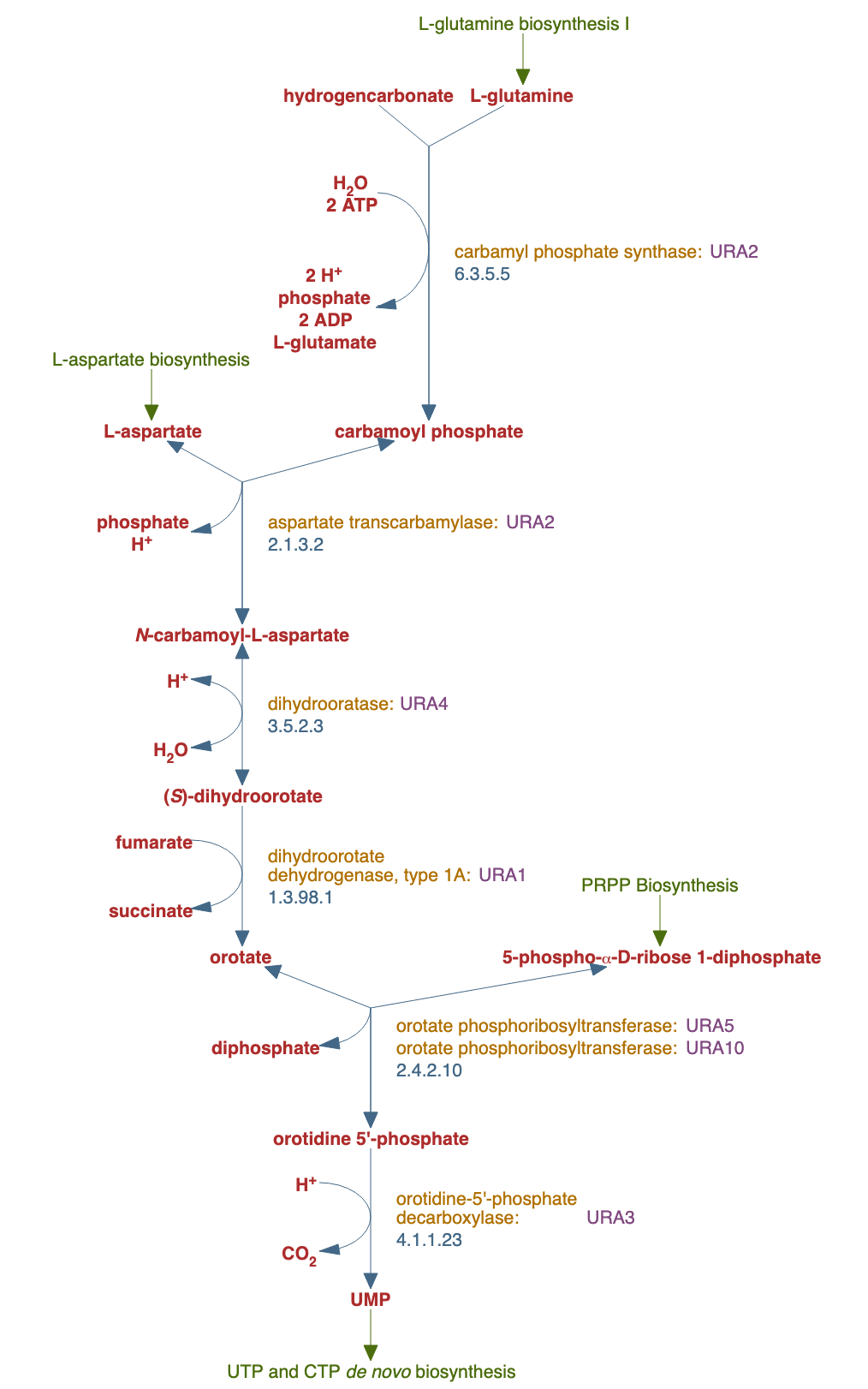 UMP biosynthesis I pathway diagram
