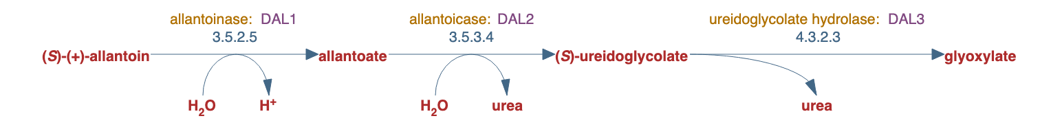 allantoin degradation to glyoxylate I pathway diagram