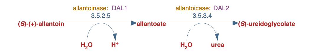 allantoin degradation to ureidoglycolate I (urea producing) pathway diagram