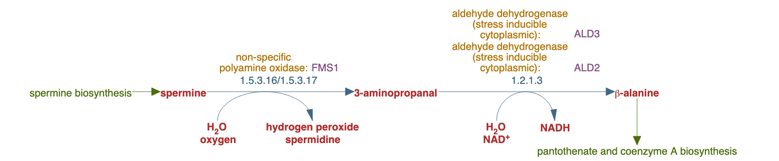 &beta;-alanine biosynthesis IV pathway diagram