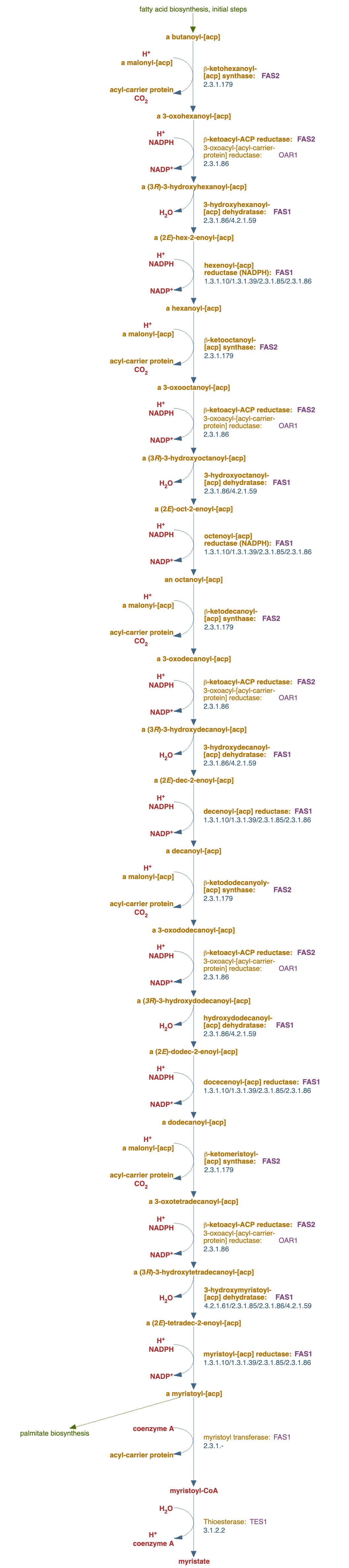 myristate biosynthesis pathway diagram