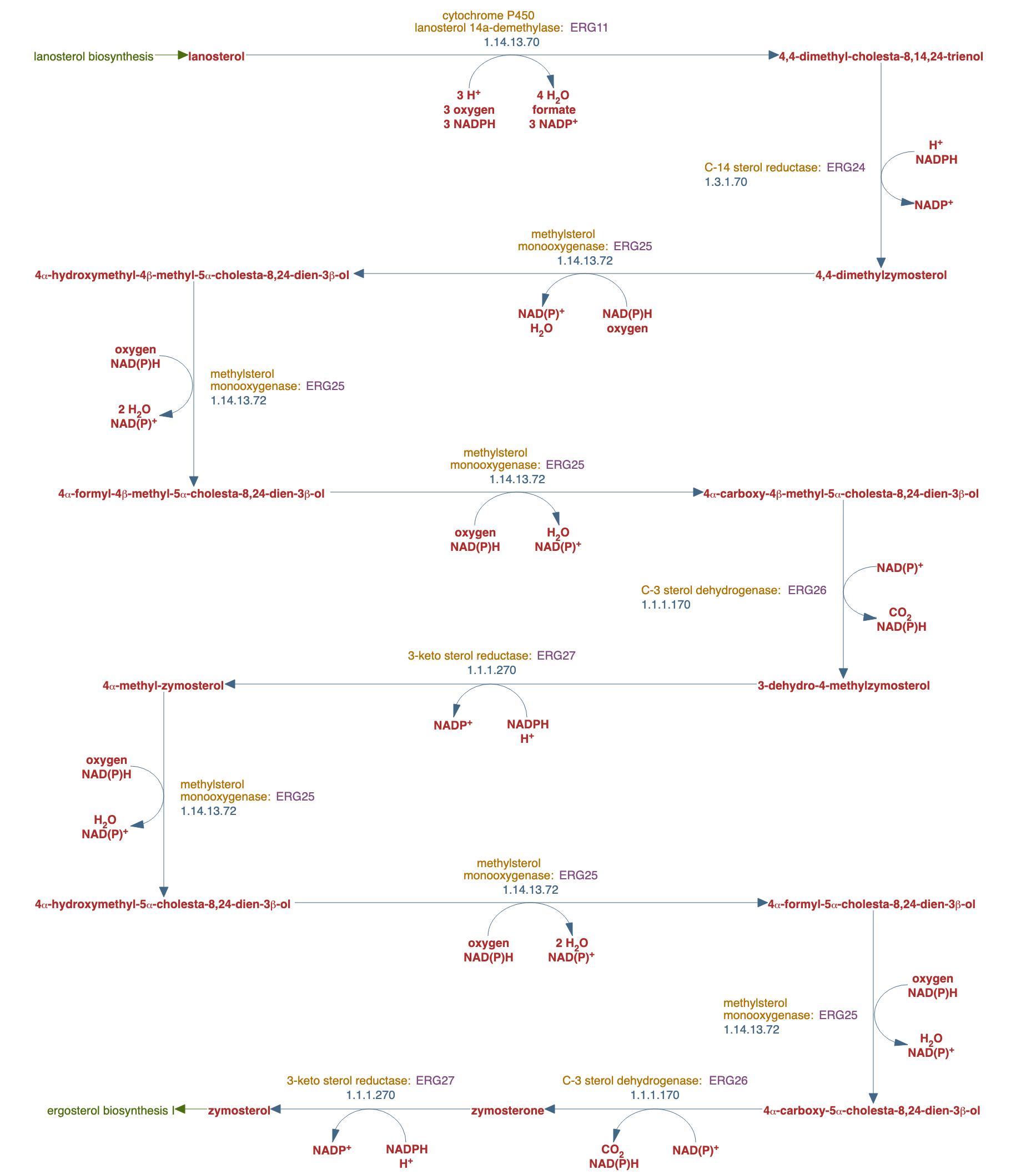 zymosterol biosynthesis pathway diagram
