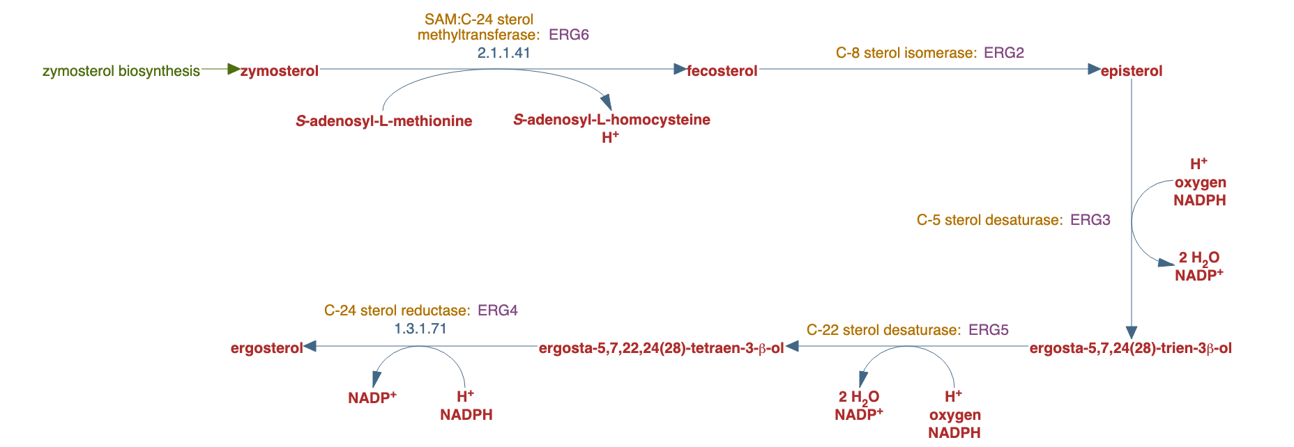 ergosterol biosynthesis I pathway diagram