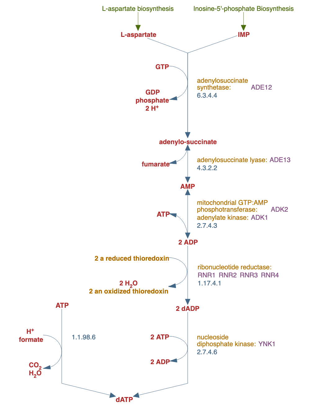 superpathway of adenosine nucleotides de novo biosynthesis II pathway diagram