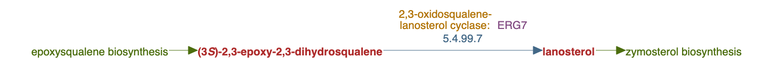 lanosterol biosynthesis pathway diagram