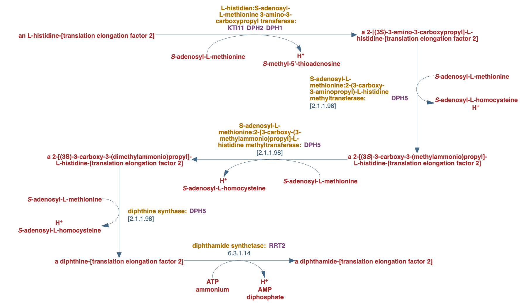 diphthamide biosynthesis pathway diagram