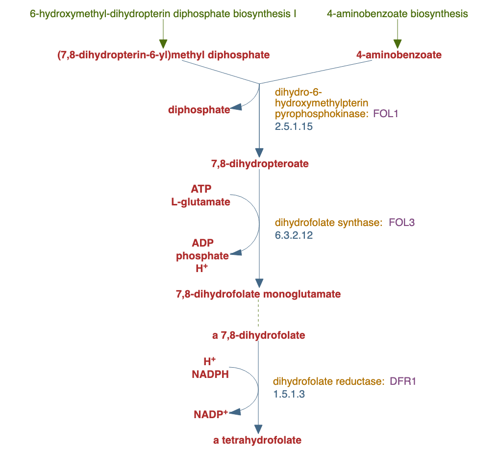 tetrahydrofolate biosynthesis pathway diagram