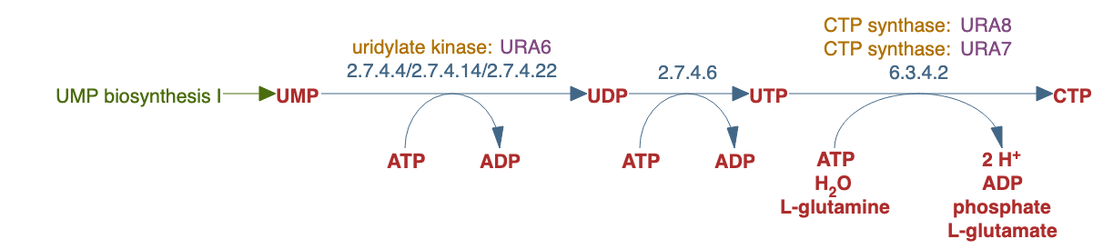 UTP and CTP de novo biosynthesis pathway diagram
