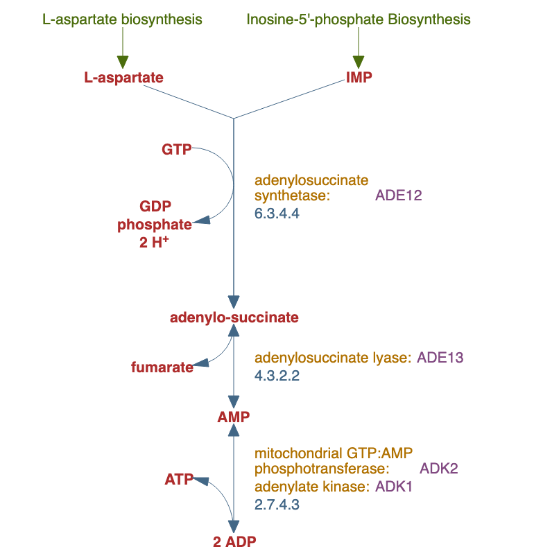 adenosine ribonucleotides de novo biosynthesis pathway diagram
