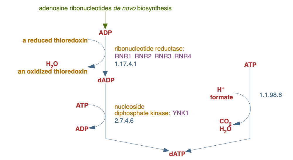 adenosine deoxyribonucleotides de novo biosynthesis II pathway diagram
