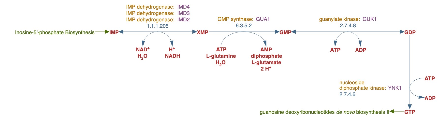 guanosine ribonucleotides de novo biosynthesis pathway diagram