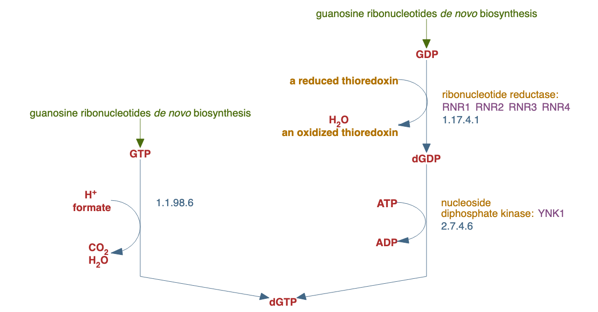 guanosine deoxyribonucleotides de novo biosynthesis II pathway diagram