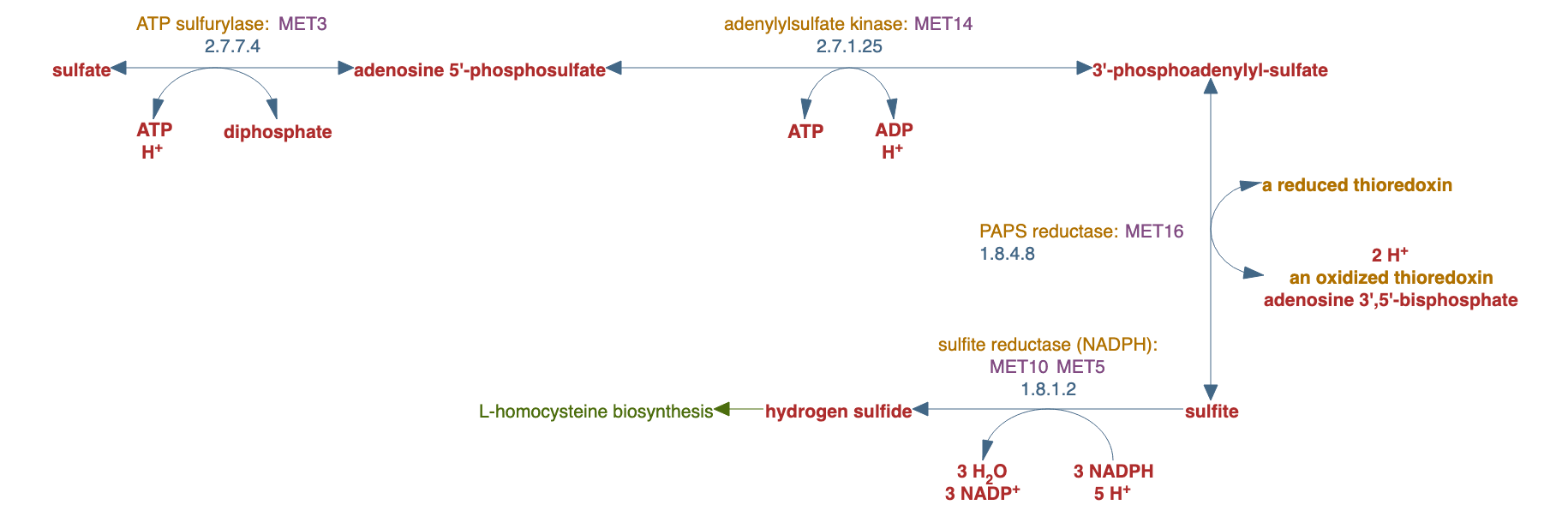 sulfate assimilation pathway pathway diagram