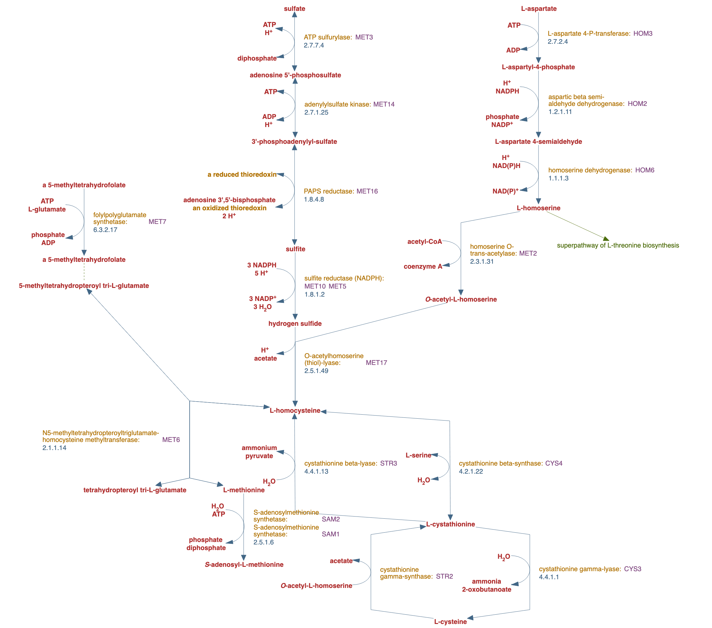 superpathway of sulfur amino acid biosynthesis (Saccharomyces cerevisiae) pathway diagram