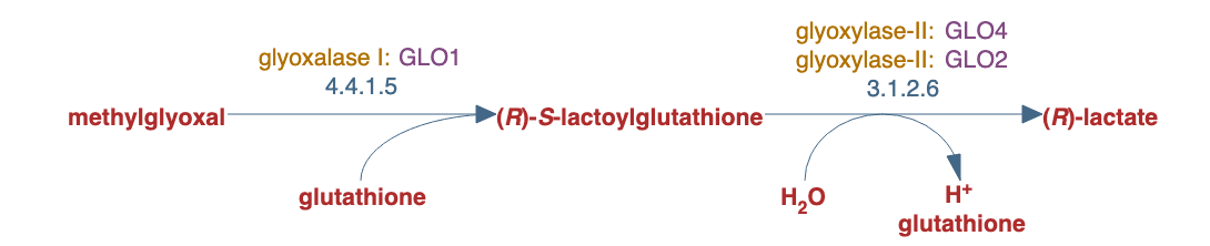 methylglyoxal catabolism pathway diagram