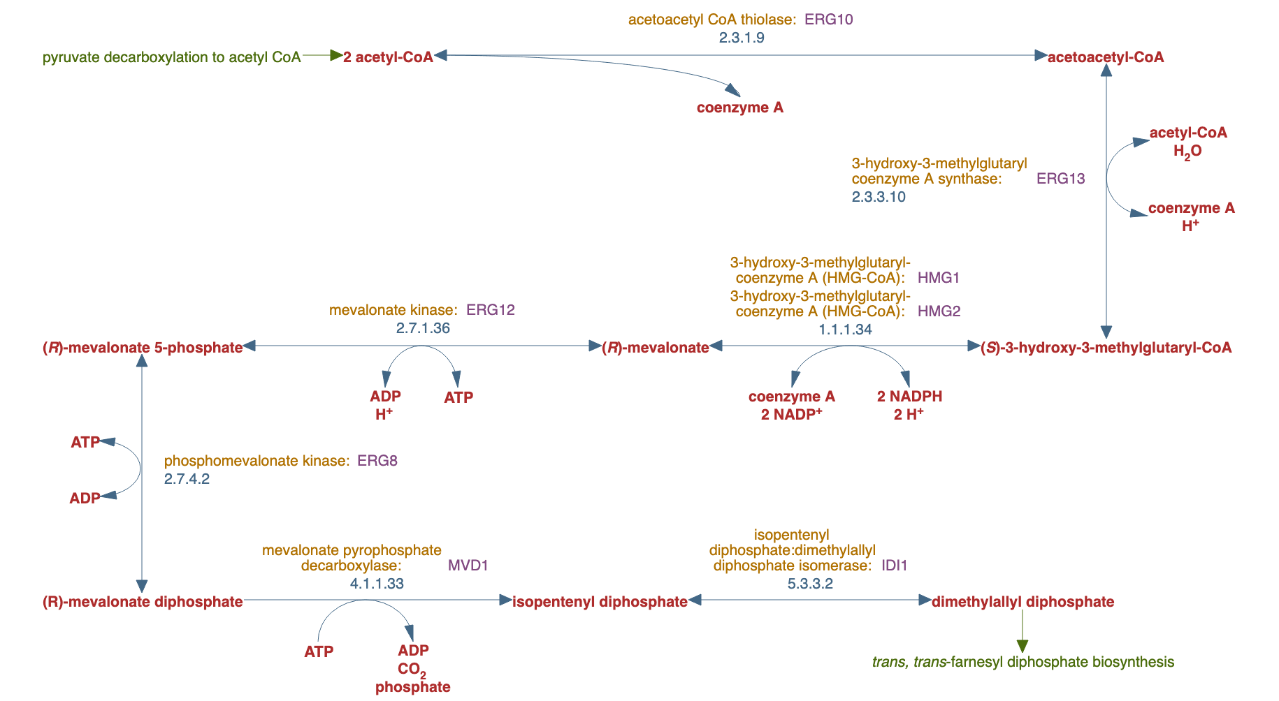 mevalonate pathway I pathway diagram