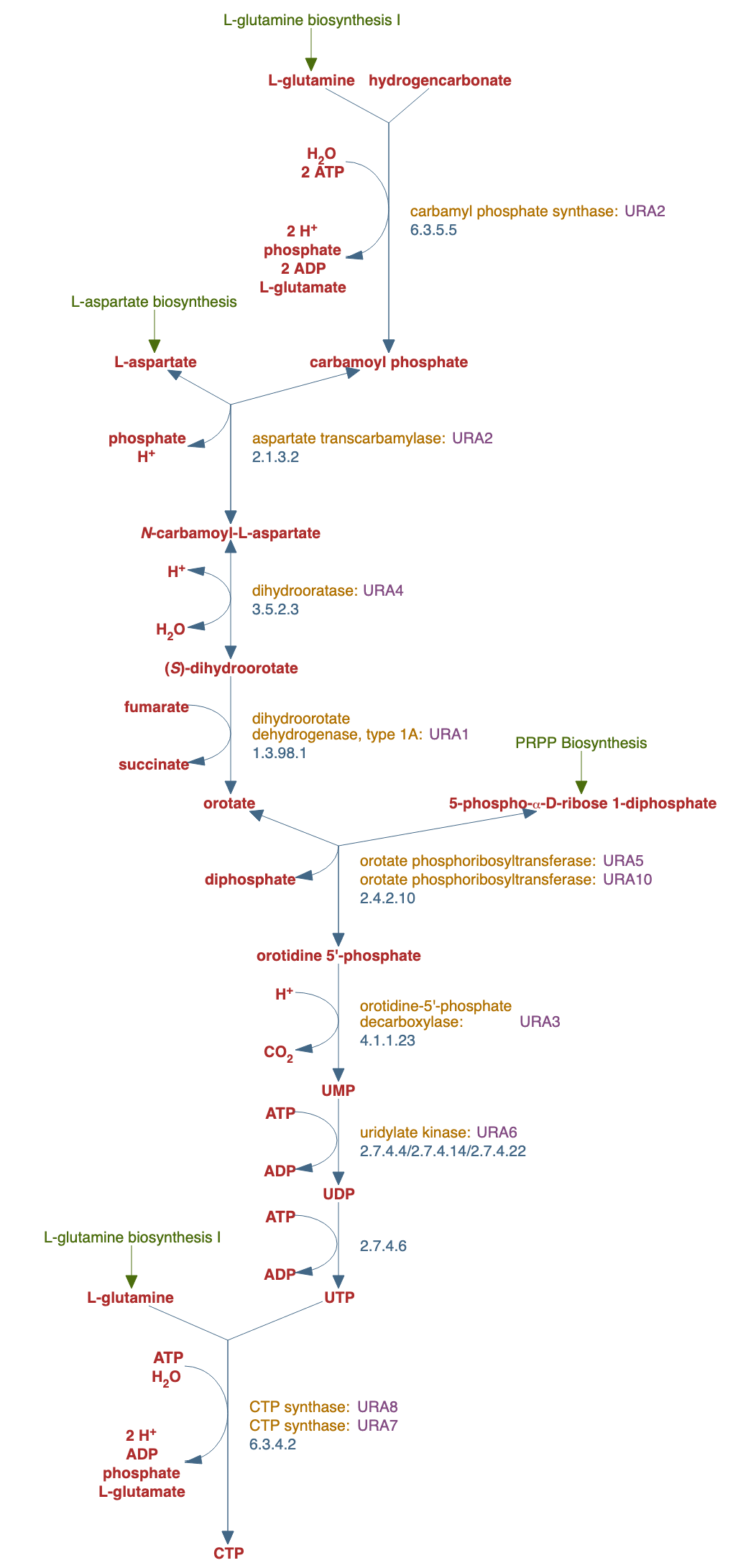superpathway of pyrimidine ribonucleotides de novo biosynthesis pathway diagram
