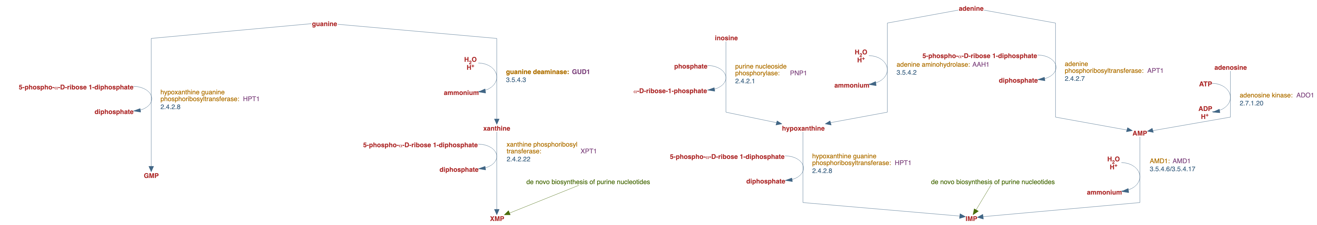 salvage pathways of purines and their nucleosides pathway diagram