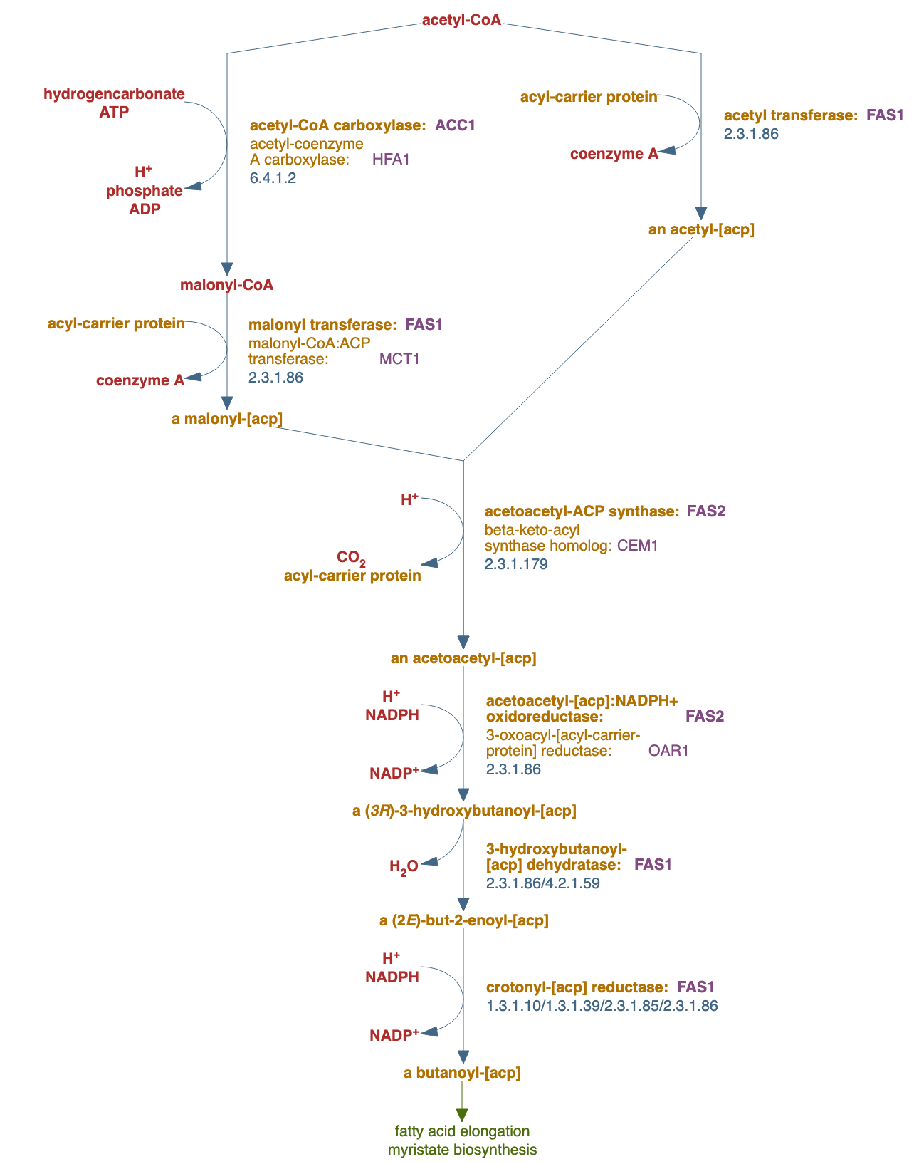 fatty acid biosynthesis, initial steps pathway diagram