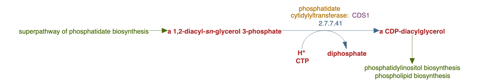 CDP-diacylglycerol biosynthesis pathway diagram